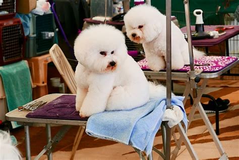 Well Groomed Dogs Stock Photo - Download Image Now - Animal Body Part, Animal Hair, Animal Head ...