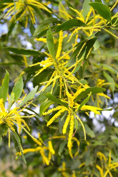 170 Acacia Auriculiformis Stock Photos Pictures And Royalty Free Images