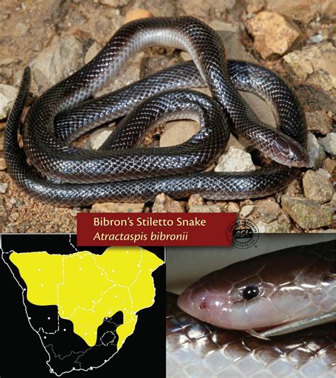 Small Black Snakes Of Southern Africa African Snakebite Institute