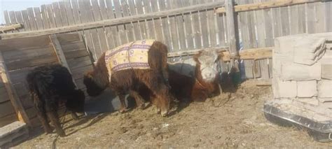 2 Бяруу хайж байна