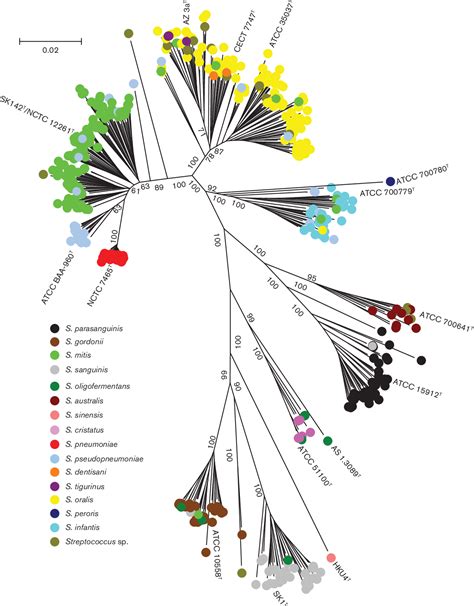 Figure 1 From Re Evaluation Of The Taxonomy Of The Mitis Group Of The