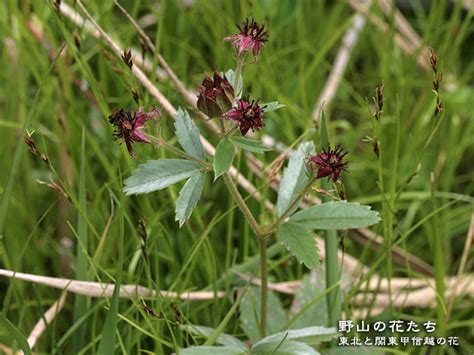 クロバナロウゲ 野山の花たち 東北と関東甲信越の花