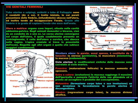 Ppt Apparato Genitale Femminile Powerpoint Presentation Free Download Id4754102