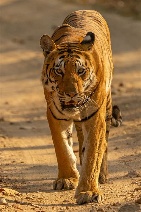 Bengal Tiger West Bengal Hd Phone Wallpaper Peakpx