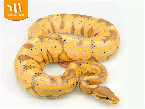 Banana Cinnamon Ball Python