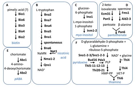 Schematic Representation Of The De Novo Biosynthetic Pathways For The