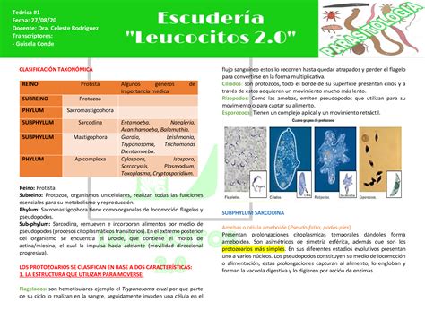 Solution Compilado Te Ricas Parasitolog A Rote Leucocitos