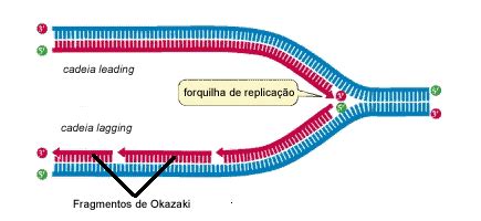 Sentido da Replicação Genética Virtual