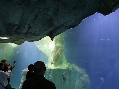 Grand Aquarium De Saint Malo Une Grotte Sous Marine En Vedette