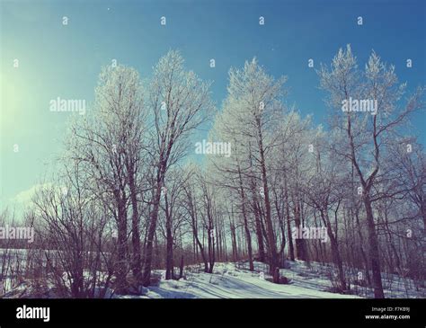 Winter Landscape Frozen Trees A Bright Sunny Day Stock Photo Alamy