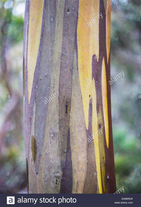 Alpine Yellow Gum Eucalyptus Subcrenulata Tasmania Australia