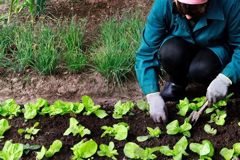 Zone 6 Fall Vegetable Planting - Tips On Planting Fall Gardens In Zone 6