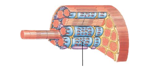 lab  muscle flashcards quizlet