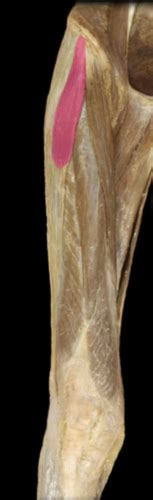 Muscles Of Thigh Flashcards Quizlet