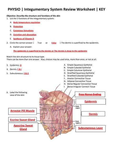 The Integumentary System Ck Foundation Worksheets Library