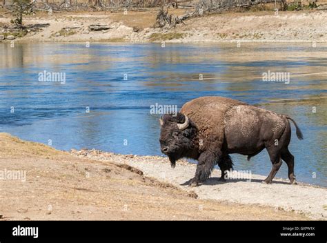 Male American Bison Bison Bison Near The Yellowstone River Yellowstone National Park Wyoming