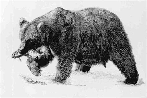 Grizzly Bear Drawings Realistic