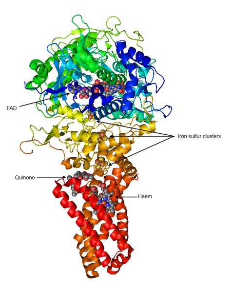 Succinate Dehydrogenase; Succinic Oxidase