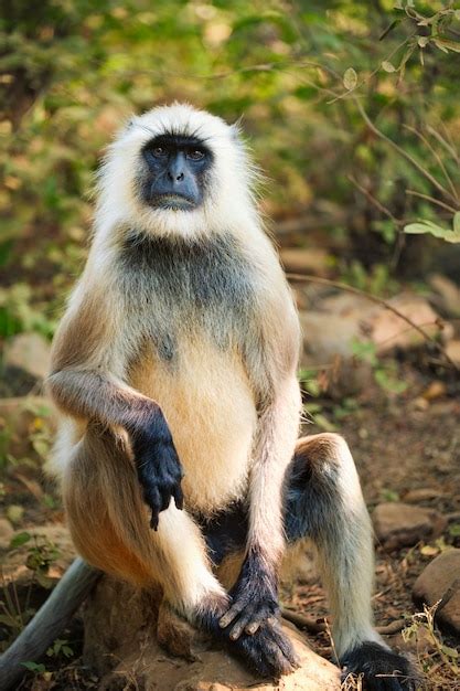 Premium Photo | Indian common gray langur or hanuman langur monkey eating in ranthambore ...