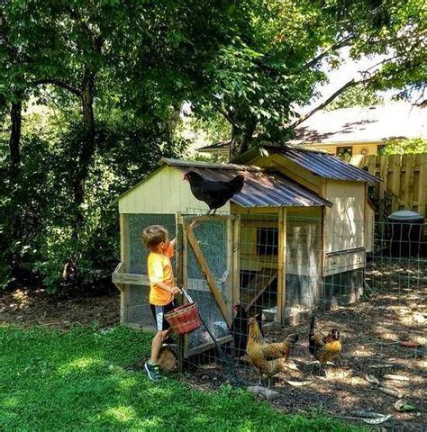 Cracking The Chicken Code How To Change Local Backyard Poultry