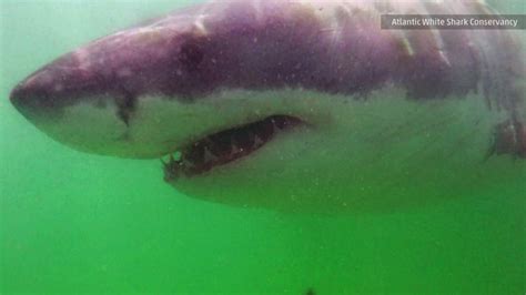 Massive Great White Shark Spotted Off Cape Cod Coast As Water