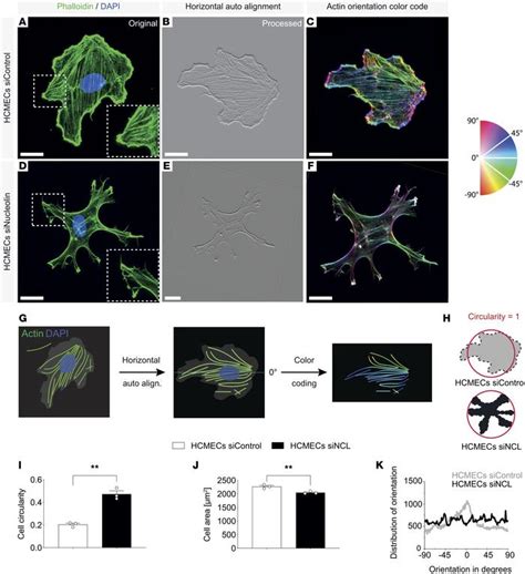 JCI Insight Nucleolin Promotes Angiogenesis And Endothelial