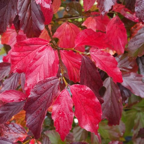 Parrotia Persica Bella Erica Garden