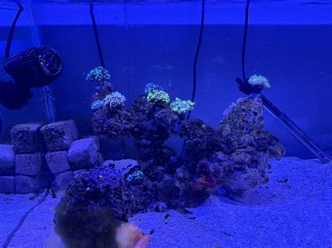 High Calcium And Alkalinity New To Reef Keeping Reef2reef