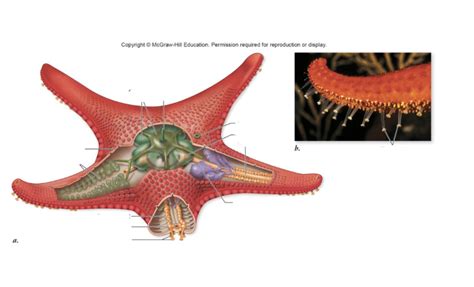 Bio Ii Starfish Diagram Quizlet