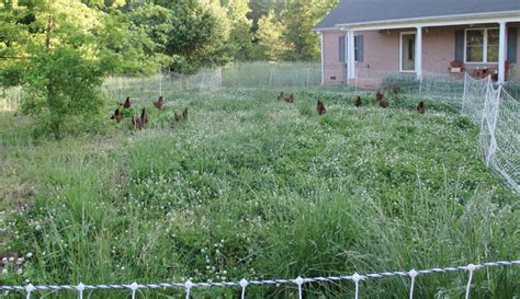 Rotating Chickens Gets Them On Pasture Without Hassle Hobby Farms