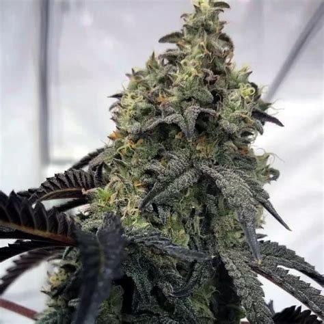 Afghan Kush Feminized Seeds - The Seed Connect