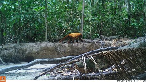 Behind the Camera: A Look at Camera Trap Impacts - Amazon Conservation ...