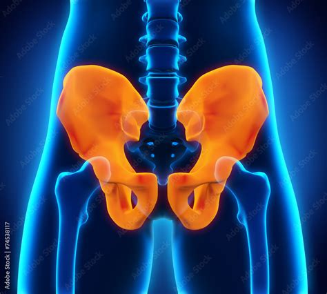 Hip Bone Anatomy Stock Illustration | Adobe Stock