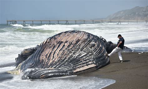 Study Global Warming Risks Changes To Ocean Life Unprecedented In The