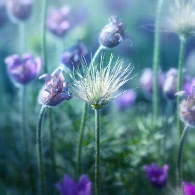 Bild Wilde Lupinen als Natur nach Maß myredro de