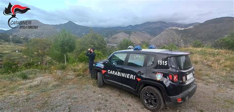 Controlli Dei Carabinieri Forestali A Tortora E Aieta Un Deferimento E