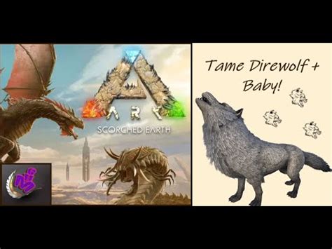 ARK Survival Ascended TAME DIREWOLF BABY MAP SCORCHED EARTH Mila