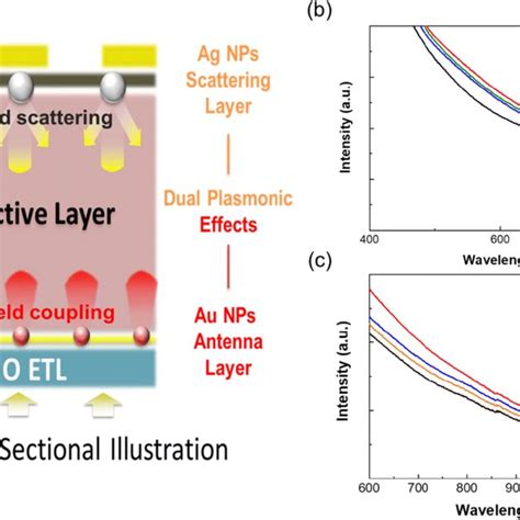 A Cross Sectional Illustration Of The Quantum Dot Solar Cells With The