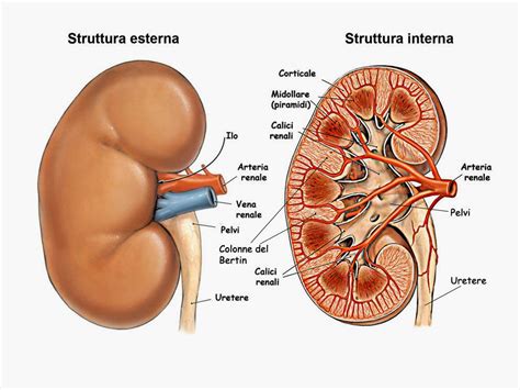 Apparato Renale Biotech Appunti