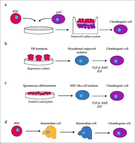 Chondrogenic Differentiation Methods Applied To Ipscs A Chondrogenic