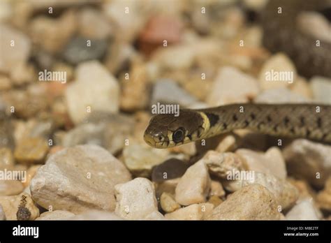 Baby Grass Snake Hi Res Stock Photography And Images Alamy
