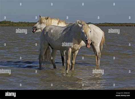 Camargue Horse Standing In Swamp Saintes Marie De La Mer In The South