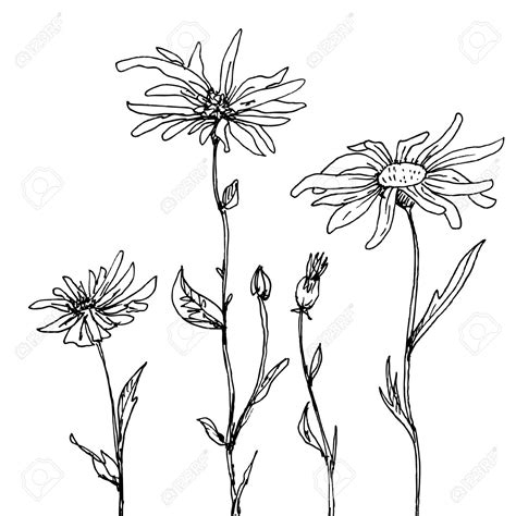 Daisy Drawing Images At Getdrawings Free Download