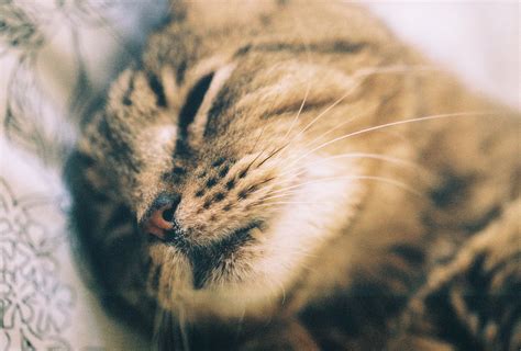 Brown sleeping tabby cat HD wallpaper | Wallpaper Flare