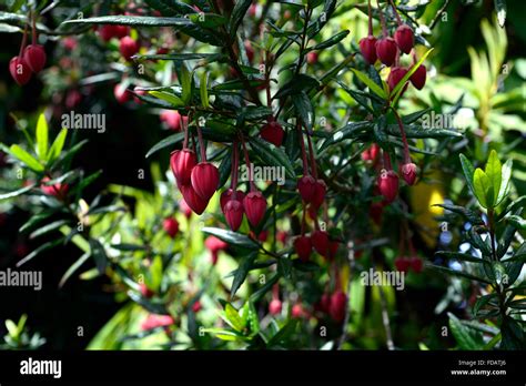 Chinese Lantern Tree High Resolution Stock Photography And Images Alamy