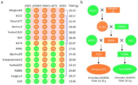 Haplotypes and pedigree of the varieties and lines derived from ... 