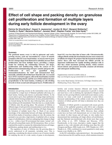 Pdf Effect Of Cell Shape And Packing Density On Granulosa Cell
