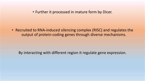 non coding RNA | PPT