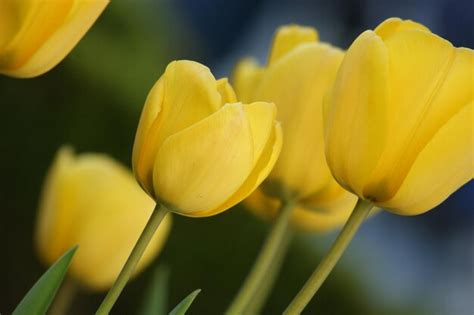 Premium Photo | Yellow tulips