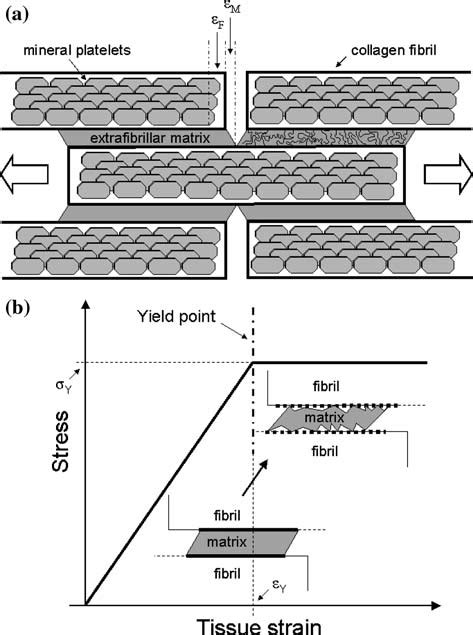 A Schematic Model Of The Mineralized Collagen Fibrils Under Tensile